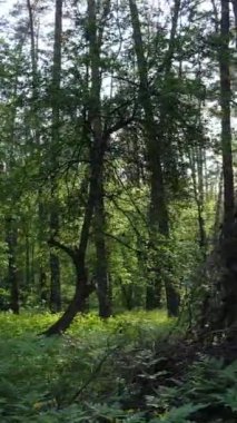 Yazın çam ağaçlı ormanın dikey videosu