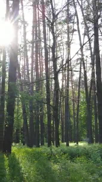 Video verticale di bosco con pini in estate — Video Stock