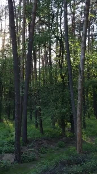 Κατακόρυφο βίντεο του δάσους με πεύκα το καλοκαίρι — Αρχείο Βίντεο