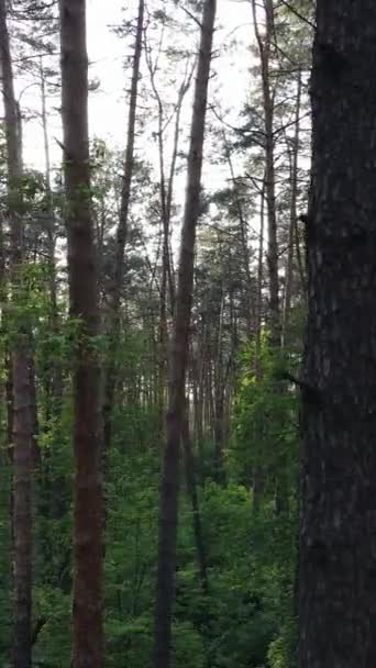 Verticale video van bos met pijnbomen in de zomer — Stockvideo