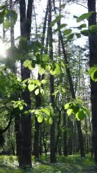 Video vertikal hutan dengan pohon pinus di musim panas — Stok Video