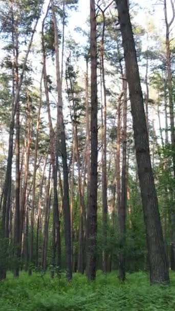 Video verticale di bosco con pini in estate — Video Stock