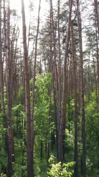 Vertikales Video von Wald mit Kiefern im Sommer — Stockvideo