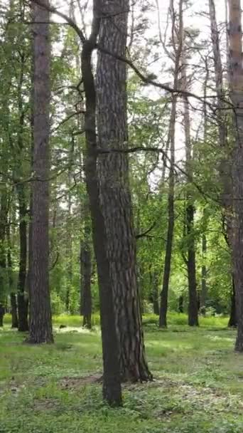 Vertikal video av skog med tallar på sommaren — Stockvideo