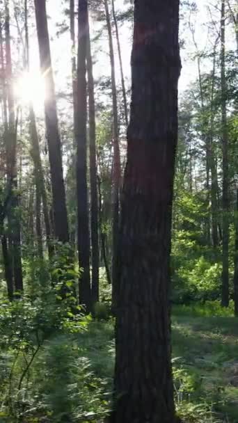 Vídeo vertical de bosque con pinos en verano — Vídeos de Stock