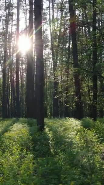 Vertikales Video von Wald mit Kiefern im Sommer — Stockvideo