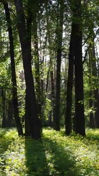 Vertikal video av skog med tallar på sommaren — Stockvideo