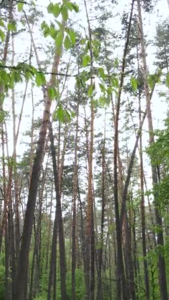 Vídeo vertical da floresta com pinheiros no verão — Vídeo de Stock