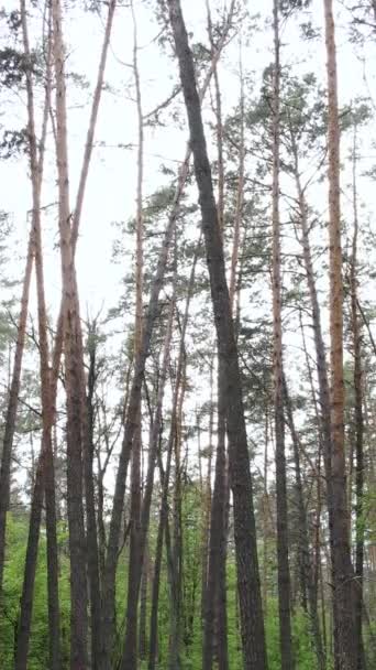 Vídeo vertical de bosque con pinos en verano — Vídeos de Stock