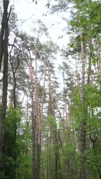 Vídeo vertical da floresta com pinheiros no verão — Vídeo de Stock