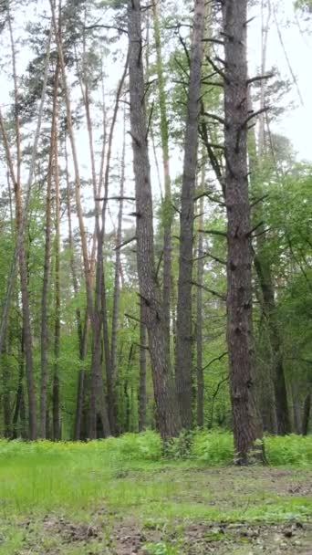 Vidéo verticale de forêt avec pins en été — Video