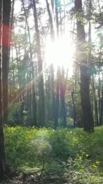 Yazın çam ağaçlı ormanın dikey videosu