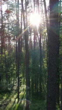 Yazın çam ağaçlı ormanın dikey videosu