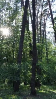 Yazın çam ağaçlı ormanın dikey videosu