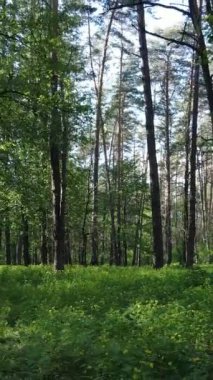 Yazın çam ağaçlı ormanın dikey videosu