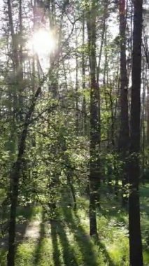 Yazın çam ağaçlı ormanın dikey videosu