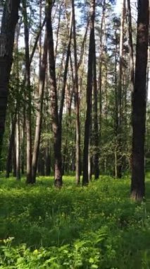 Yazın çam ağaçlı ormanın dikey videosu