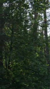 Yazın çam ağaçlı ormanın dikey videosu
