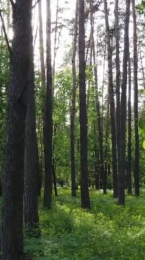 Yazın çam ağaçlı ormanın dikey videosu