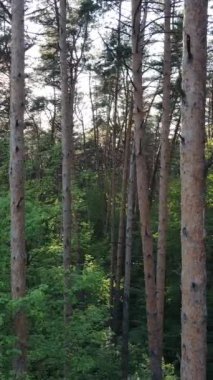 Yazın çam ağaçlı ormanın dikey videosu