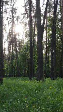 Yazın çam ağaçlı ormanın dikey videosu