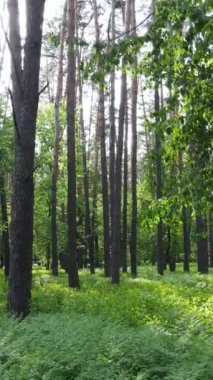 Yazın çam ağaçlı ormanın dikey videosu