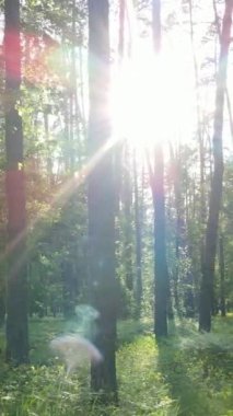 Yazın çam ağaçlı ormanın dikey videosu