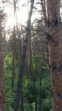 Yazın çam ağaçlı ormanın dikey videosu