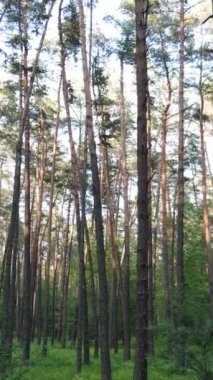 Yazın çam ağaçlı ormanın dikey videosu