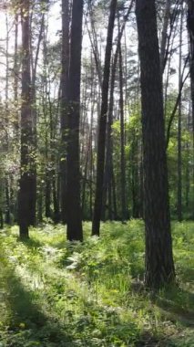 Yazın çam ağaçlı ormanın dikey videosu