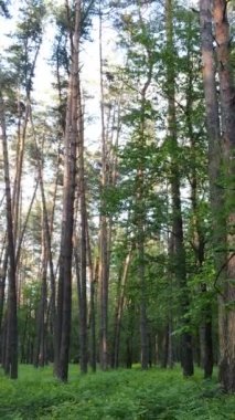 Yazın çam ağaçlı ormanın dikey videosu