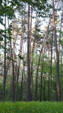 Yazın çam ağaçlı ormanın dikey videosu