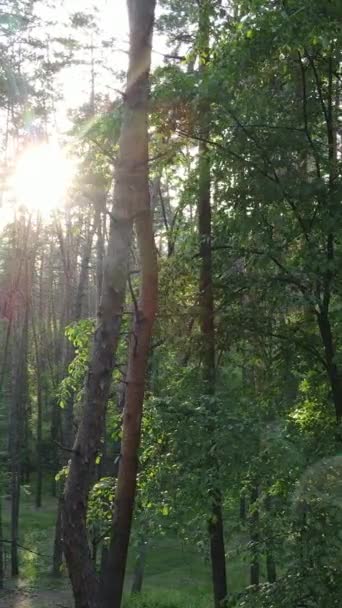 Vertikales Video von Wald mit Kiefern im Sommer — Stockvideo