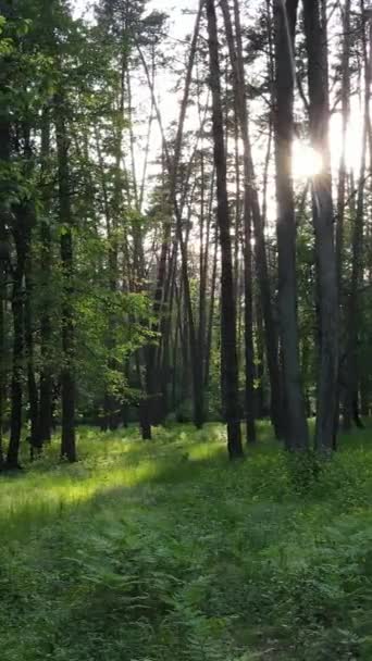 Vertikal video av skog med tallar på sommaren — Stockvideo