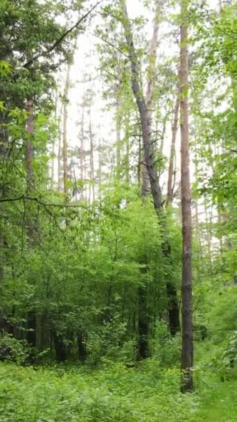 Vertikal video av skog med tallar på sommaren — Stockvideo