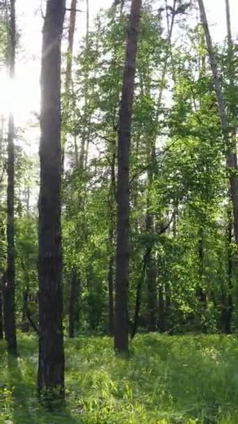 Vídeo vertical da floresta com pinheiros no verão — Vídeo de Stock