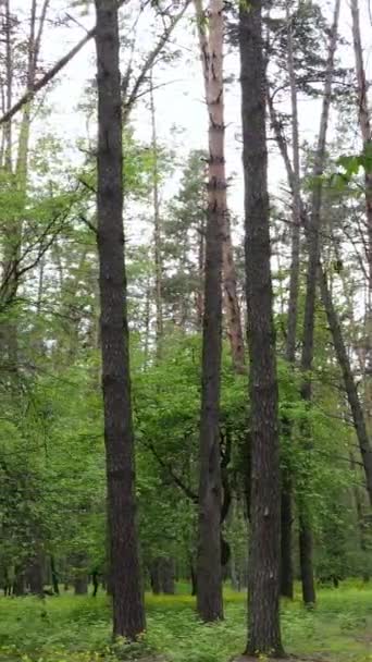 Vertikal video av skog med tallar på sommaren — Stockvideo