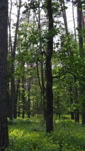 Vertikal video av skog med tallar på sommaren — Stockvideo