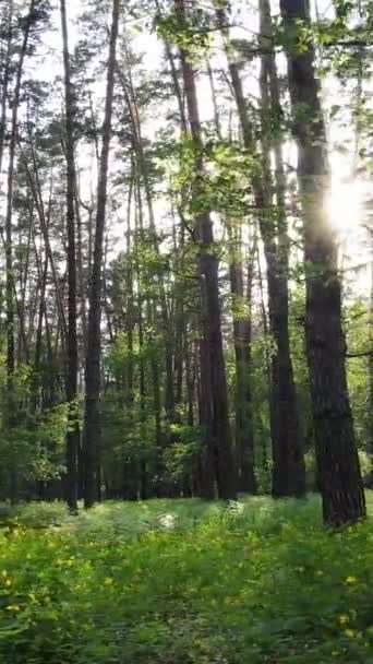 Vertical video of forest with pine trees in summer — Stock Video