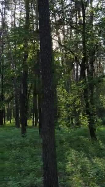 Vertikal video av skog med tallar på sommaren — Stockvideo