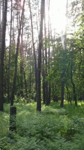 Pionowe wideo lasu z sosnami w lecie — Wideo stockowe
