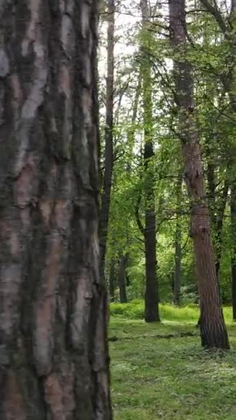 Vidéo verticale de forêt avec pins en été — Video