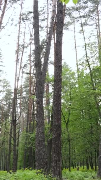 Video verticale di bosco con pini in estate — Video Stock