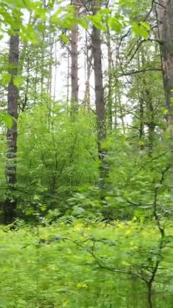 Κατακόρυφο βίντεο του δάσους με πεύκα το καλοκαίρι — Αρχείο Βίντεο