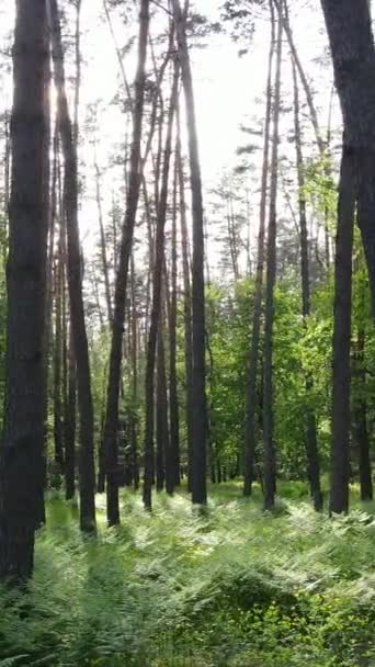 Vertical video of forest with pine trees in summer — Stock Video