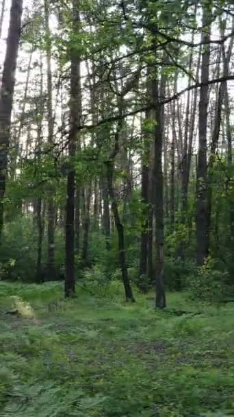 Vídeo vertical da floresta com pinheiros no verão — Vídeo de Stock