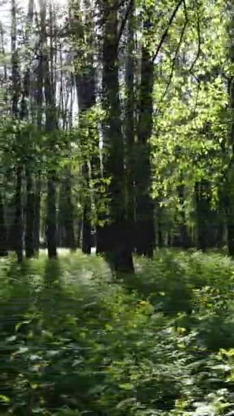 Video verticale di bosco con pini in estate — Video Stock