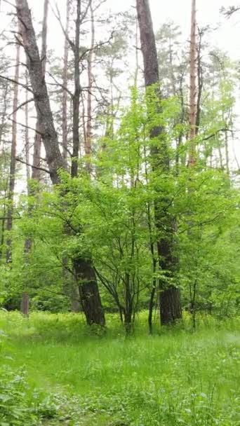 วิดีโอแนวตั้งของป่าที่มีต้นสนในฤดูร้อน — วีดีโอสต็อก