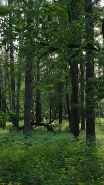 Vertikal video av skog med tallar på sommaren — Stockvideo