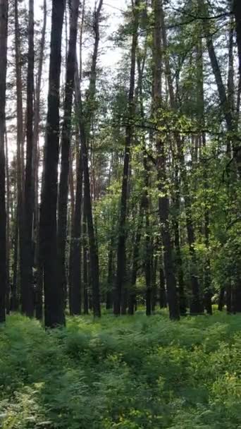 Vidéo verticale de forêt avec pins en été — Video